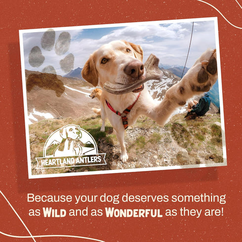 Heartland Deer Antlers for Dogs - Daily Dental Care Chews for Aggressive Chewers, Large, 1-Pack
