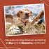 Heartland Elk Antlers for Dogs, Daily Dental Care Chews for Aggressive Chewers, 7" Large, 1-Pack