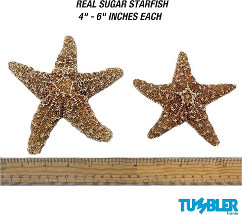 Sugar Starfish, 4" - 6" inch Large Starfish, Sea Star, Starfish Decor, Aquarium Decor, Fish Tank Decor, Starfish for Crafts, Christmas Ornaments, Real Starfish 2 Pack