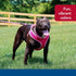 Coastal Pet Comfort Soft Wrap Adjustable Dog Harness, Orchid, 3/8" x 14"-16", Easy Step-in Design