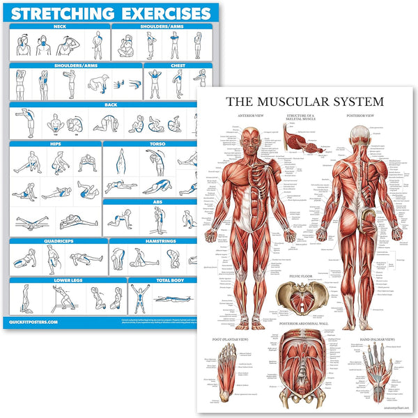 Palace Learning Stretching Exercises and Muscular System Anatomy Poster Set - Laminated 2 Chart Set, 18" x 24"