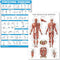 Palace Learning Stretching Exercises and Muscular System Anatomy Poster Set - Laminated 2 Chart Set, 18" x 24"