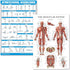 Palace Learning Stretching Exercises and Muscular System Anatomy Poster Set - Laminated 2 Chart Set, 18" x 24"