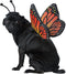 CALIFORNIA COSTUME COLLECTIONS Pet MONARCH BUTTERFLY Dog Costumes, Black/Orange, XS Neck 10-12