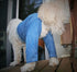 Best Dog Walking Pants for XL Extra-Large Dogs
