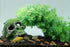 AQUA KT Aquarium Landscape Head Skeleton Skull - Fish Hiding Place Cichlid Cave for Betta Fish Tank