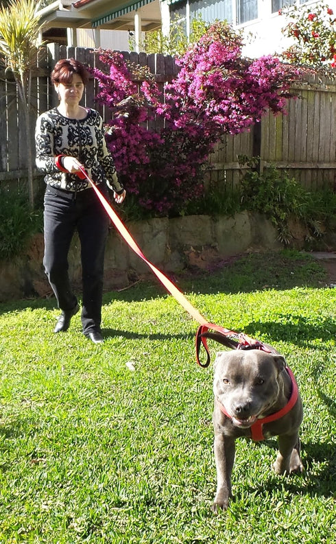 Dog Leash 6ft Long - Heavy Duty Reflective Double Handles Lead for Control Safety Training - Padded Two Handle Leashes