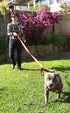 Dog Leash 6ft Long - Heavy Duty Reflective Double Handles Lead for Control Safety Training - Padded Two Handle Leashes