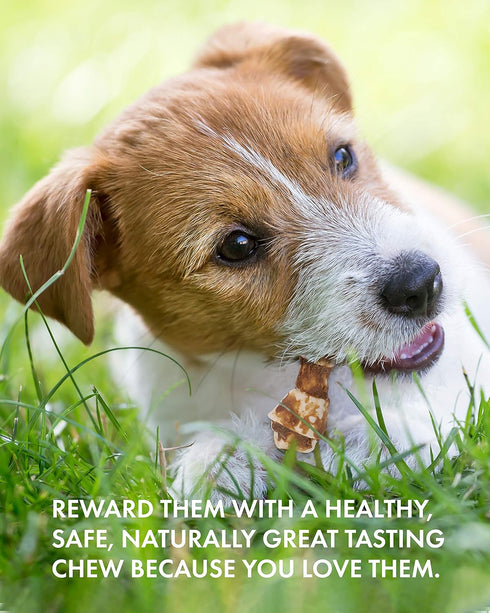 Canine Naturals Natural Peanut Butter Chew, Mini Knot, 12 Pack, 100% Rawhide Free Dog Treats with Real Peanut Butter
