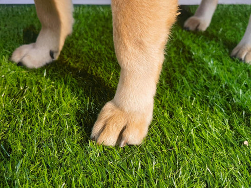 22 x34 Artificial Grass Turf Pad for Dog Potty Training in (Replacement Grass)