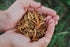 3, Packed (3) Fish & Shrimp | Dried River Shrimp & Minnow Fish | Omega Calcium, Protein | Premium Poultry Chicken Duck