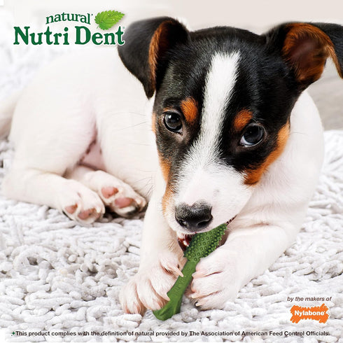 Nylabone Nutri Dent Dog Dental Chews, Natural Teeth Cleaning & Breath Freshener, Small (64 Count)
