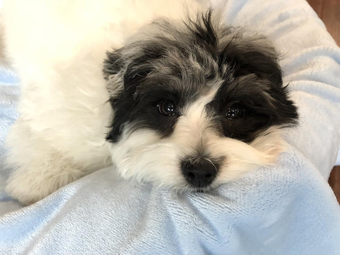 Super Soft Premium Pet Blankets | Best Friend Blue Pet Blanket, 30" x 40", Designed for Puppies & Kittens