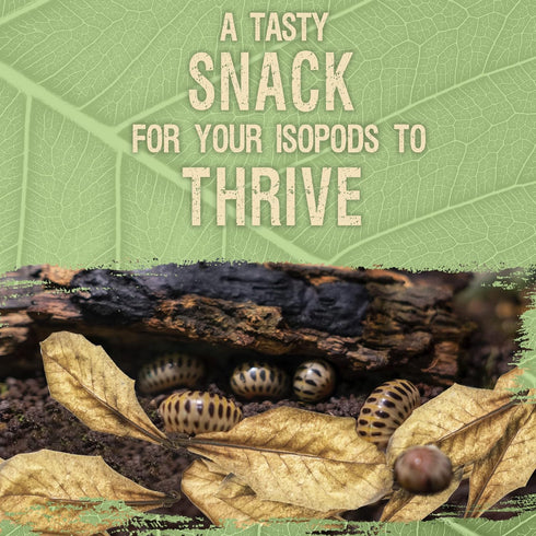 SunGrow 10 Pack Hermit Crab Large Catappa Indian Almond Leaves - Dried Leaves for Spawning, Nutrition for Isopods,