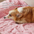 Bedsure Dog Blanket for Large Dogs, Washable Soft Fluffy Coral Fleece, Cozy Cat Blanket, Pink, 40x50IN