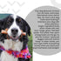 100% 6-Inch, Pack 5 I and love and you Free Ranger No Stink! Natural Grain Free Bully Stix - Low Odor, Beef Pizzle