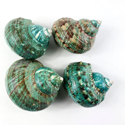 Heyiwell 3.5"~4.5" Inch Natural Large Jade Turbo Seashells&Hermit Crab Shells
