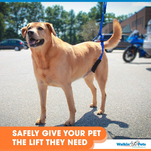Up-n-Go Rear Support Lifting Harness for Dogs, Helps with Arthritis, Weakness, Joint Injuries Rehab