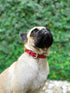 Tuff Pupper Classic Heavy Duty Dog Collar - 10x Stronger Than Leather, 100% Waterproof & Odor Proof with Rust-Proof
