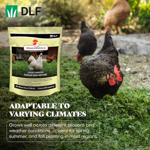 5LB DLF Chicken Max Forage Seed Mixture for Chickens, Poultry, and Farms Layer Mix with Clover, Ryegrass, Buckwheat