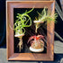 Generic 8 Tillandsia Air Plant Trio Kit: Caput-Medusae, Ionantha v.Stricta, Funckiana, Frame with Magnetic Holders