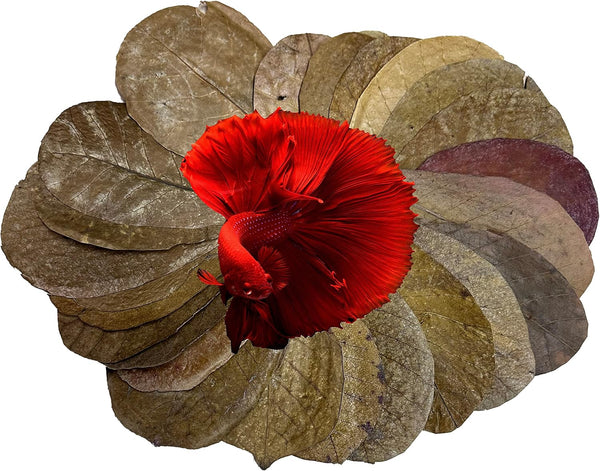 30 Awesome Aquatic Betta & Shrimp Leaves 4"-6" Premium Catappa Indian Almond Leaves for Natural Habitat
