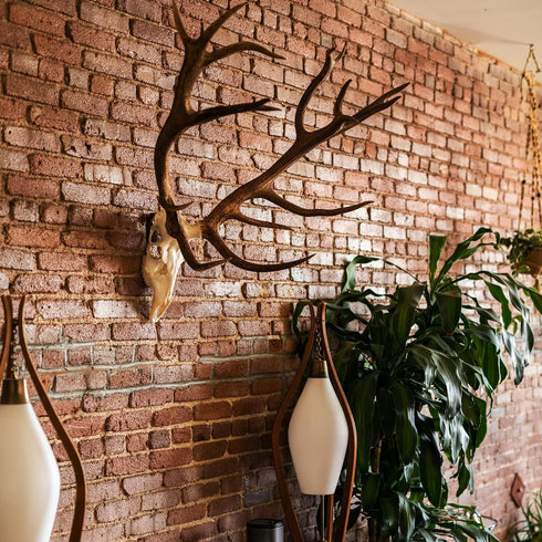 Mount Skull Hanger for Hanging Deer, Mule, Antelope, Coyote, and Small Game Animals 1 Pack