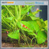 8,5 (230g) Sulawesi Minerals and Trace Elements Cardinal Shrimp Tank