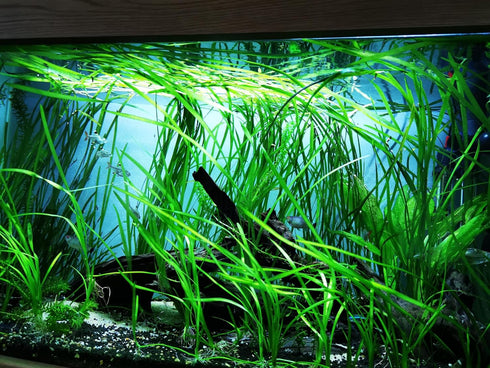 1/3/5 Pack (3 Jungle Vallisneria (Valensaria) Freshwater Aquatic Plant - Bunch Options Bunch)