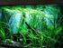 1/3/5 Pack (3 Jungle Vallisneria (Valensaria) Freshwater Aquatic Plant - Bunch Options Bunch)