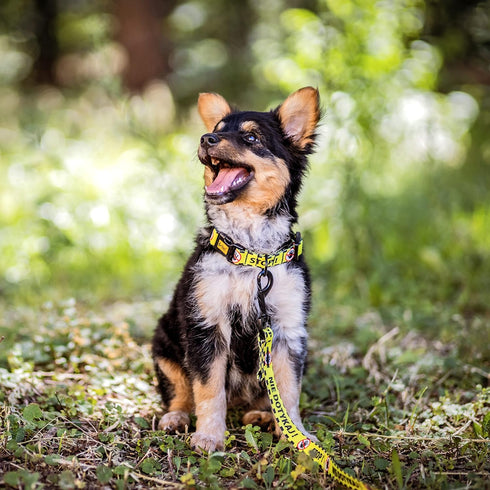 Dingo Do Not Pet dogcollar for puppies, dog in training, working dog, service dog, emotional support dog, dogs with disabilities, yellow dog collar M 15360