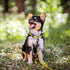 Dingo Do Not Pet dogcollar for puppies, dog in training, working dog, service dog, emotional support dog, dogs with disabilities, yellow dog collar M 15360