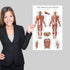 Palace Learning Stretching Exercises and Muscular System Anatomy Poster Set - Laminated 2 Chart Set, 18" x 24"