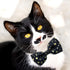 2 Pack Cat Collar with Bow Tie and Bell, Breakaway Starshine Collar for Male Female Cats (Black+Purple)