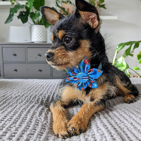 Huxley & Kent Pet Pinwheel, Firecrackers (Large), 4th of July Velcro Collar Accessory for Dogs/Cats