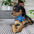 Huxley & Kent Pet Pinwheel, Firecrackers (Large), 4th of July Velcro Collar Accessory for Dogs/Cats