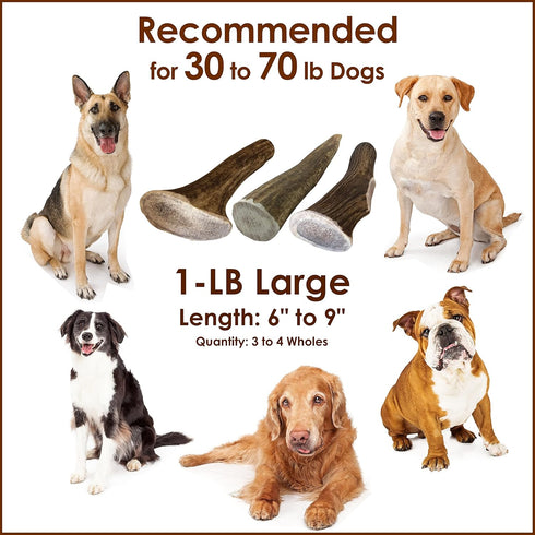 Elk Antler Chews for Dogs - Naturally Shed USA Collected A-Grade Premium Elk Antlers, 1-LB Large Cuts, All Natural