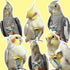 80 Inch VANFAVORI Bird Diaper Harness Flight Suit Clothes with Flying Leash for Parrots Cockatiel Pet Birds