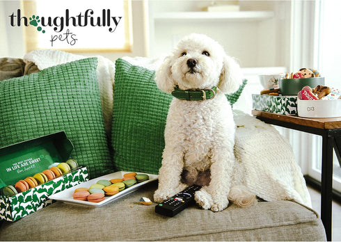 Thoughtfully Pets Dog Birthday Cookie Gift Set, Hand Decorated Crunchy Dog Treats in Bone Shapes, Set of 8