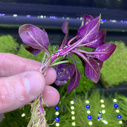 Lobelia Cardinalis Cardinal Plant Dwarf Live Aquarium