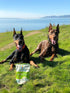 Freeze Dried Superfood Snacks for Dogs, Apple+Cinnamon, All Natural Dog Treat