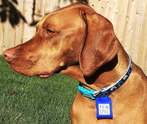 Pet Tag Silencer in Pink