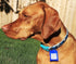 Pet Tag Silencer in Pink