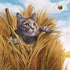 Fromm Four-Star Nutritionals Duck A La Veg Cat Food - Premium Dry Cat Food, Duck Recipe, 4 lb