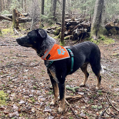Orange Dog Bandana, Hi-Visibility Reflective Blaze for Large and Small Pets, Safety Accessories for Walking, Camping,