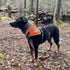 Orange Dog Bandana, Hi-Visibility Reflective Blaze for Large and Small Pets, Safety Accessories for Walking, Camping,