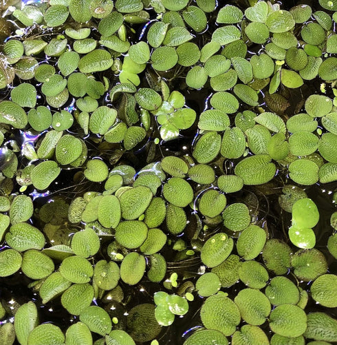 TMD Fishkeeping 12 Water Spangles (Salvinia Minima) Live Floating Plants for Aquarium or Pond by TMDFishKeeping
