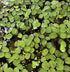 TMD Fishkeeping 12 Water Spangles (Salvinia Minima) Live Floating Plants for Aquarium or Pond by TMDFishKeeping