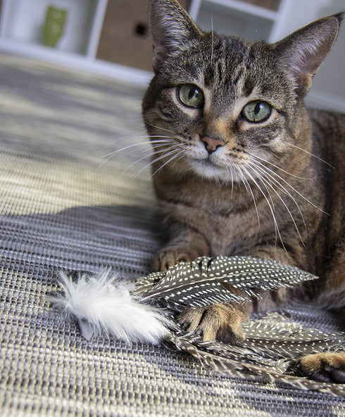 Petlinks HappyNip Zippy Zebra Feather Cat Toy, Contains Silvervine & Catnip, Black/White, One Size