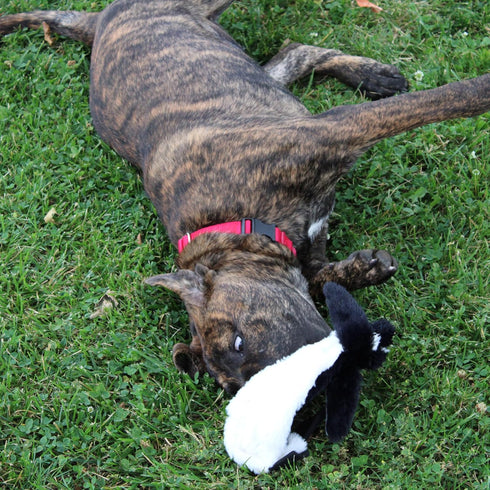 SPOT Skinneeez Stuffing Free Arctic Animal Dog Toy - Squeaker in Head and Tail, Great for Moderate Chewers